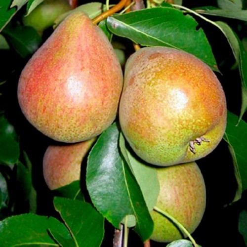 Pyrus communis 'Belorusskaja Pozdnaja' - Harilik pirnipuu 'Belorusskaja Pozdnaja' C6/6L Pyrus communis 'Belorusskaja Pozdnaja' - Harilik pirnipuu 'Belorusskaja Pozdnaja' C6/6L
